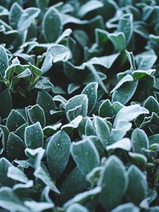 Preview wallpaper leaves, frost, drops, macro, plant