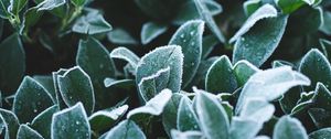 Preview wallpaper leaves, frost, drops, macro, plant