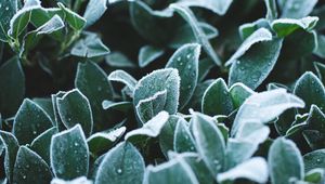 Preview wallpaper leaves, frost, drops, macro, plant