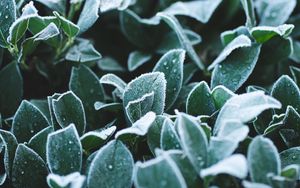 Preview wallpaper leaves, frost, drops, macro, plant