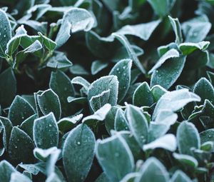 Preview wallpaper leaves, frost, drops, macro, plant