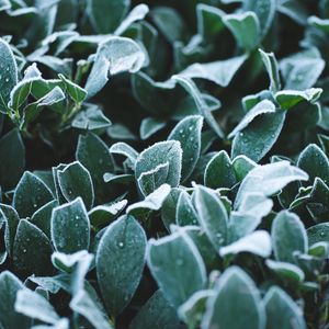 Preview wallpaper leaves, frost, drops, macro, plant