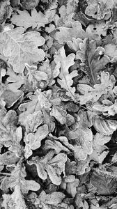 Preview wallpaper leaves, frost, dry, black and white