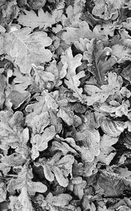 Preview wallpaper leaves, frost, dry, black and white