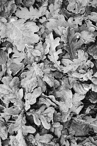 Preview wallpaper leaves, frost, dry, black and white