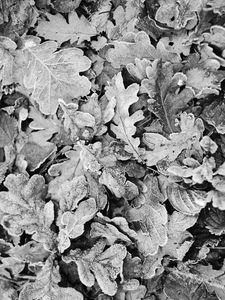 Preview wallpaper leaves, frost, dry, black and white