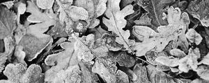 Preview wallpaper leaves, frost, dry, black and white