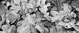 Preview wallpaper leaves, frost, dry, black and white