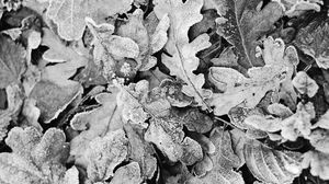 Preview wallpaper leaves, frost, dry, black and white