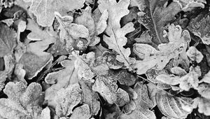 Preview wallpaper leaves, frost, dry, black and white