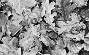 Preview wallpaper leaves, frost, dry, black and white