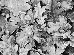 Preview wallpaper leaves, frost, dry, black and white