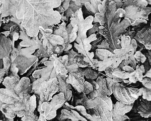 Preview wallpaper leaves, frost, dry, black and white