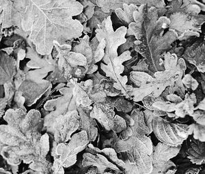 Preview wallpaper leaves, frost, dry, black and white