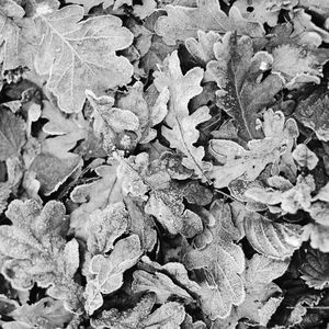 Preview wallpaper leaves, frost, dry, black and white