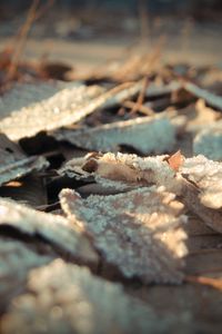 Preview wallpaper leaves, frost, dry, surface