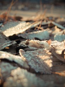 Preview wallpaper leaves, frost, dry, surface