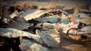 Preview wallpaper leaves, frost, dry, surface