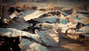 Preview wallpaper leaves, frost, dry, surface