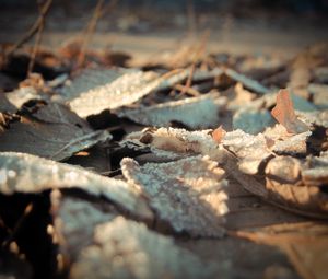 Preview wallpaper leaves, frost, dry, surface