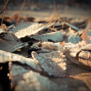 Preview wallpaper leaves, frost, dry, surface