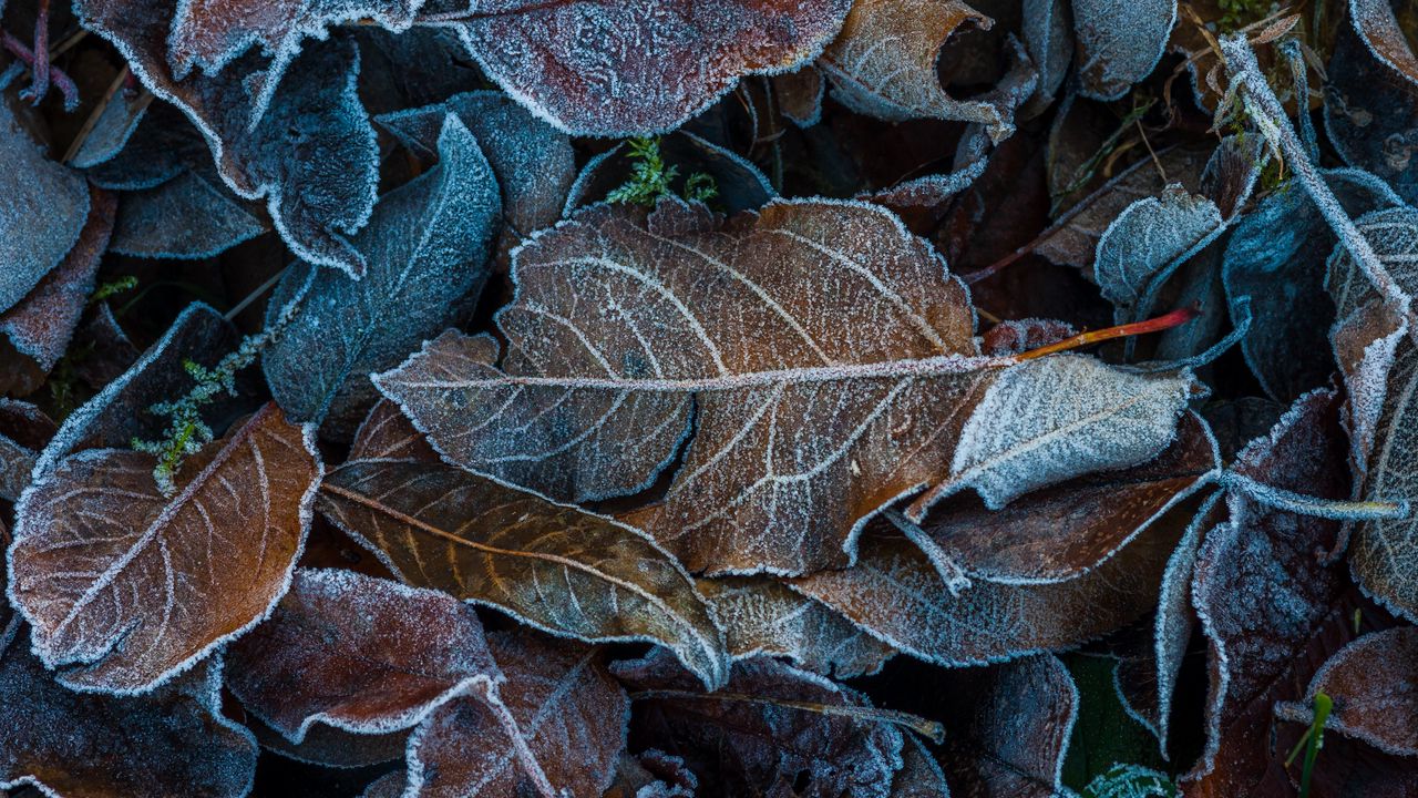Wallpaper leaves, frost, fallen, autumn