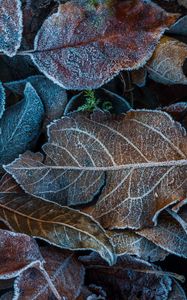 Preview wallpaper leaves, frost, fallen, autumn
