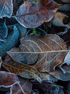 Preview wallpaper leaves, frost, fallen, autumn