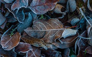 Preview wallpaper leaves, frost, fallen, autumn
