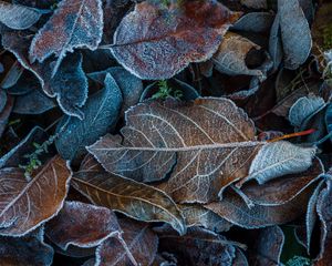 Preview wallpaper leaves, frost, fallen, autumn