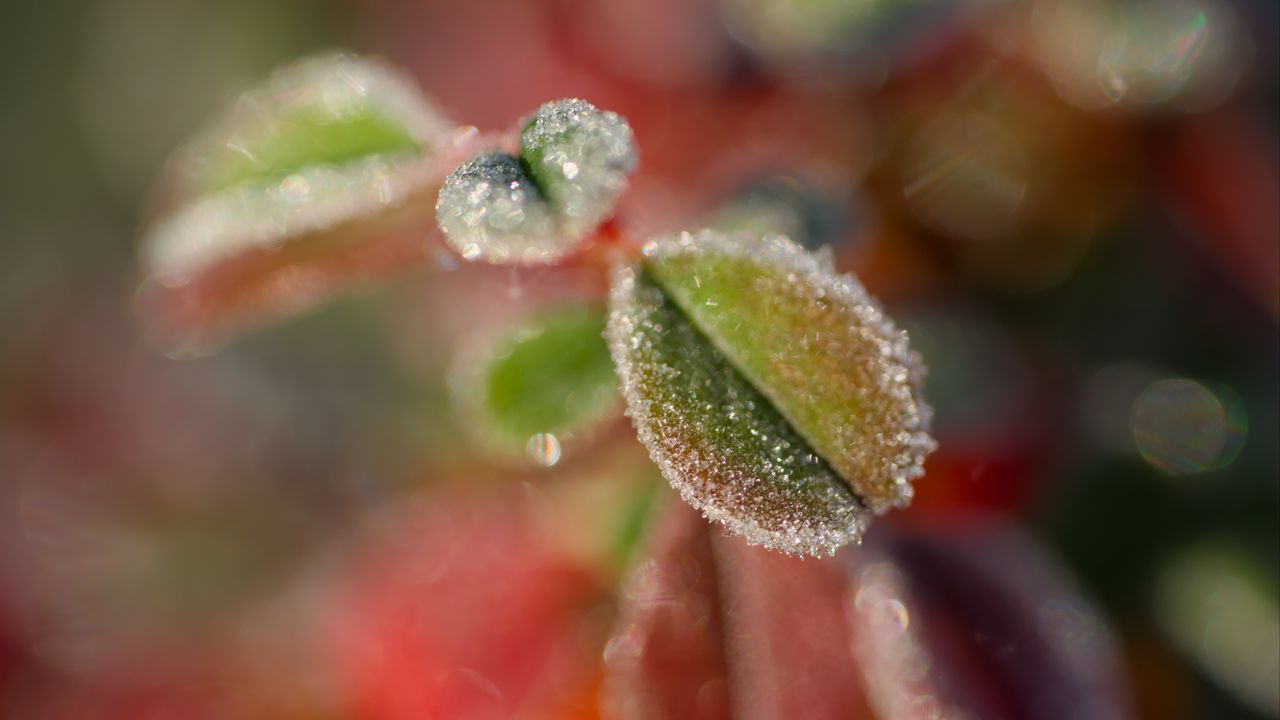 Wallpaper leaves, frost, ice, nature, macro