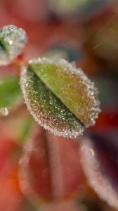 Preview wallpaper leaves, frost, ice, nature, macro