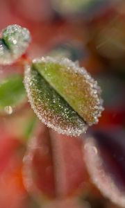 Preview wallpaper leaves, frost, ice, nature, macro