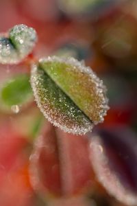 Preview wallpaper leaves, frost, ice, nature, macro