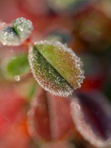 Preview wallpaper leaves, frost, ice, nature, macro