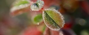 Preview wallpaper leaves, frost, ice, nature, macro