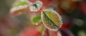 Preview wallpaper leaves, frost, ice, nature, macro