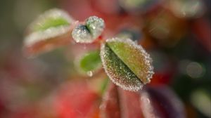 Preview wallpaper leaves, frost, ice, nature, macro