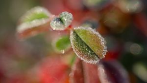 Preview wallpaper leaves, frost, ice, nature, macro