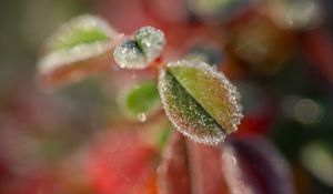 Preview wallpaper leaves, frost, ice, nature, macro