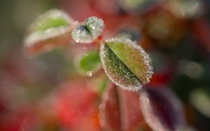 Preview wallpaper leaves, frost, ice, nature, macro