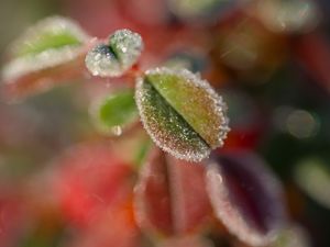 Preview wallpaper leaves, frost, ice, nature, macro