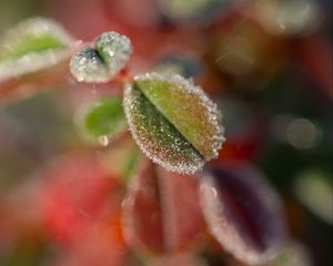 Preview wallpaper leaves, frost, ice, nature, macro