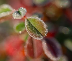 Preview wallpaper leaves, frost, ice, nature, macro