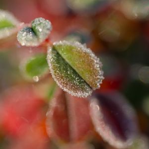 Preview wallpaper leaves, frost, ice, nature, macro