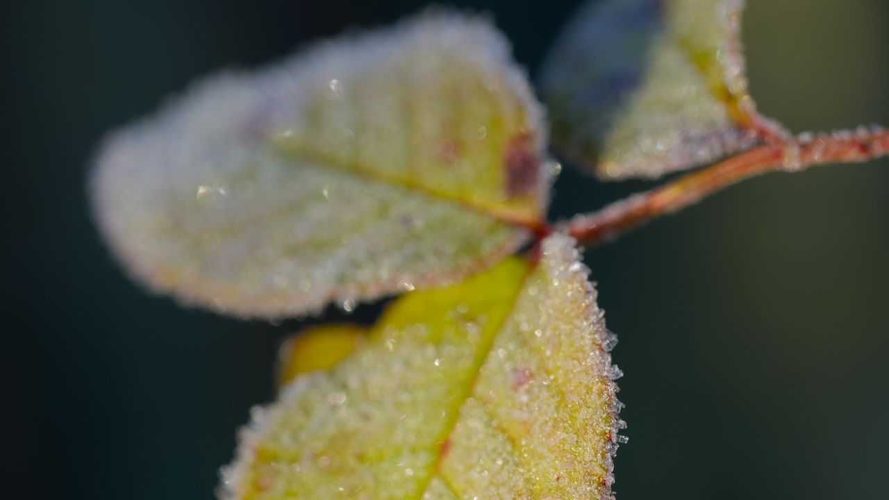 Wallpaper leaves, frost, ice, macro