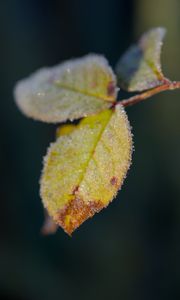 Preview wallpaper leaves, frost, ice, macro