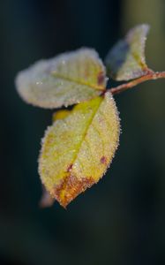 Preview wallpaper leaves, frost, ice, macro