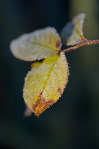 Preview wallpaper leaves, frost, ice, macro