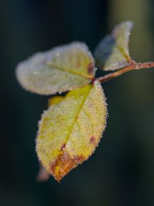 Preview wallpaper leaves, frost, ice, macro